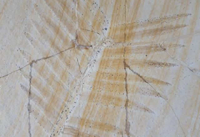 Zamites feneonis BRONGNIART - Bild &copy; FossNet FossilienStore